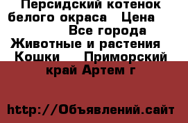 Персидский котенок белого окраса › Цена ­ 35 000 - Все города Животные и растения » Кошки   . Приморский край,Артем г.